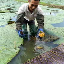 纯手工鲜芡实米