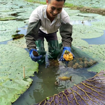 纯手工鲜芡实米