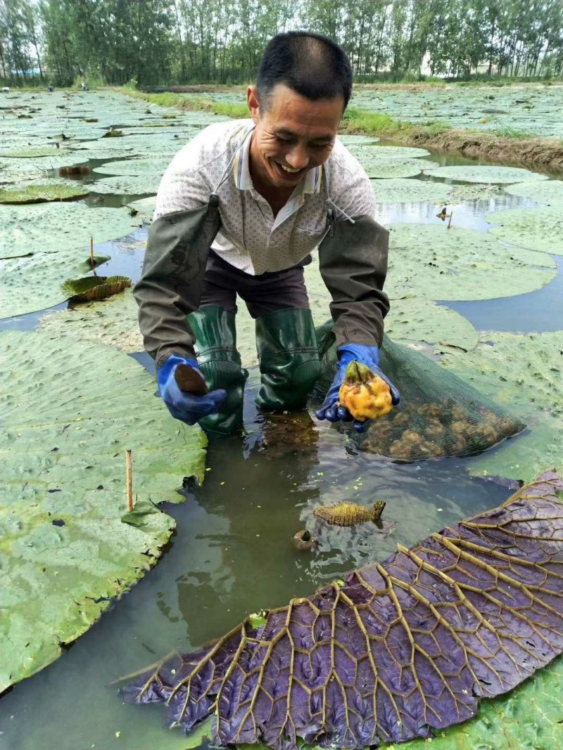 纯手工鲜芡实米
