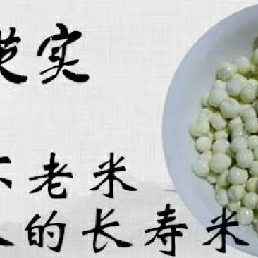 普通机加工鲜芡实米