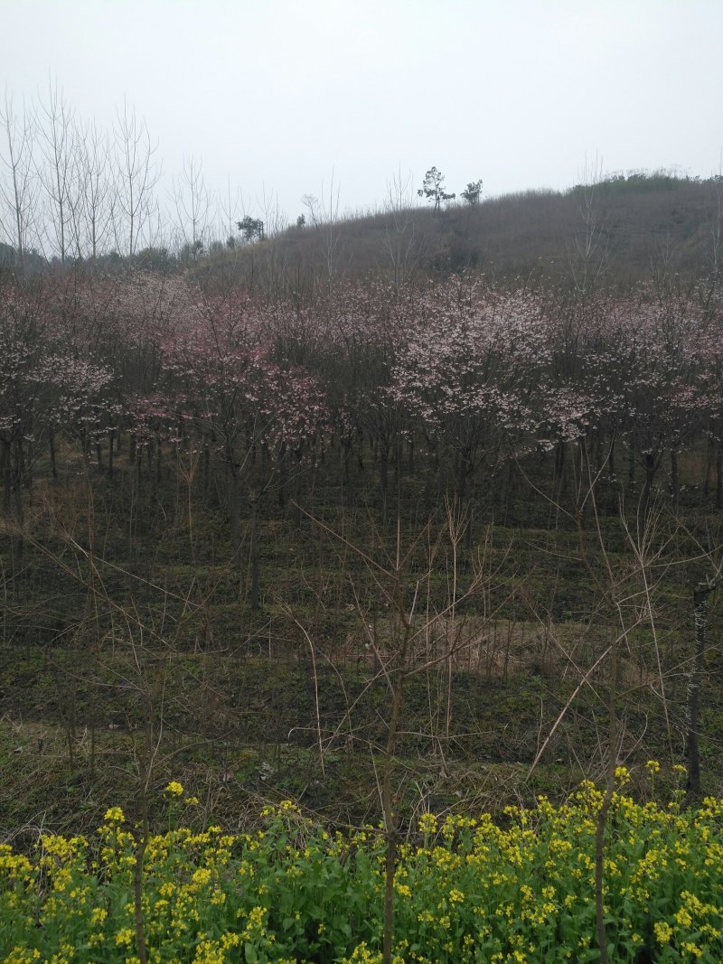 樱花