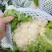 白花菜