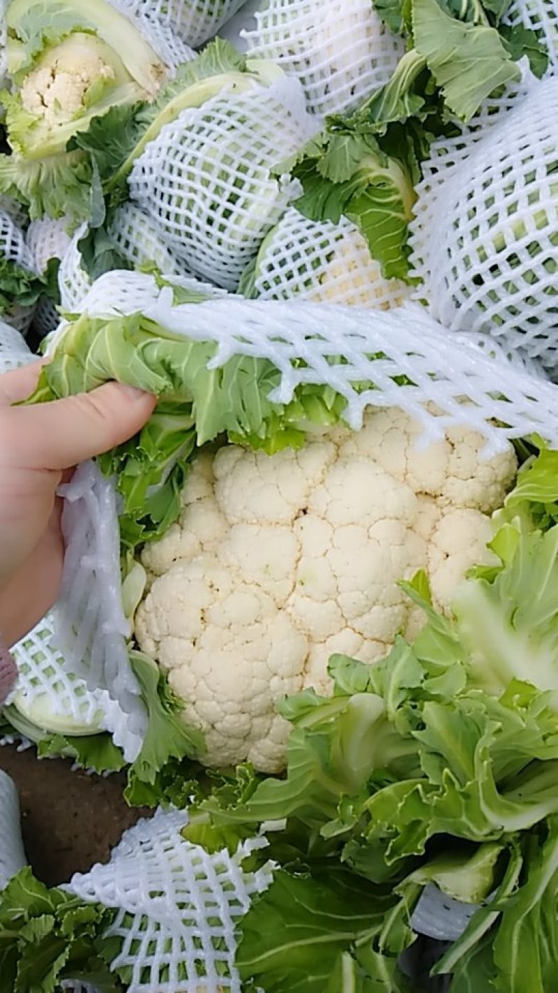 白花菜