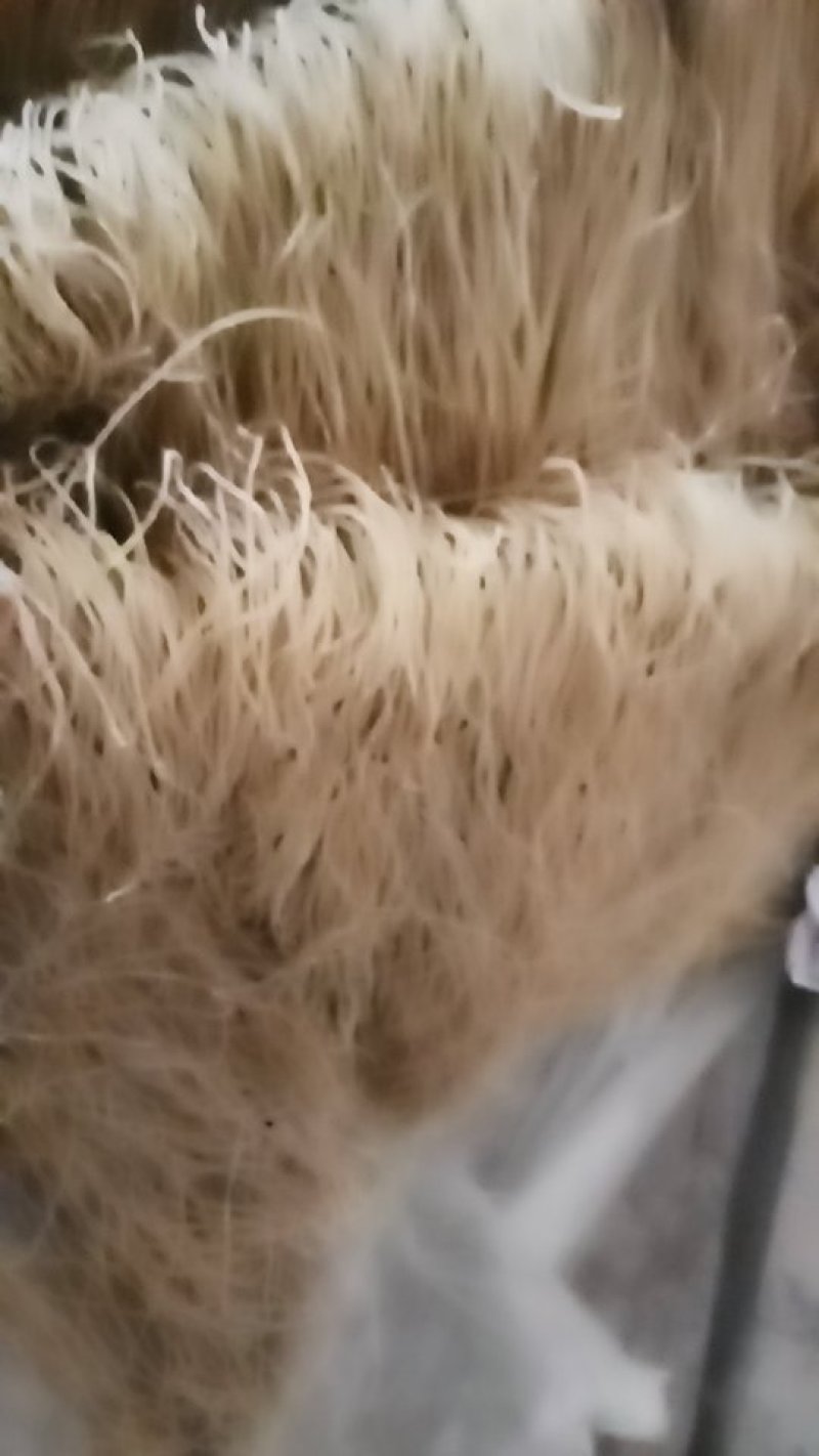 粉丝