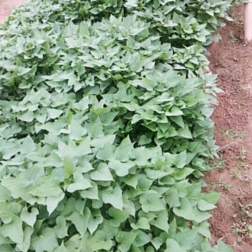 红薯苗商薯19