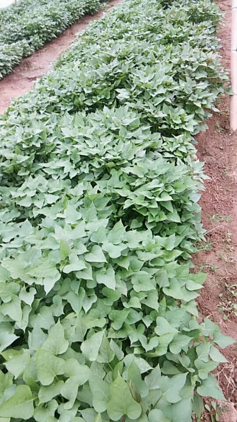 红薯苗商薯19