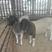 育肥羊羔30~50斤/头，肉羊羊羔，长势快，包成活