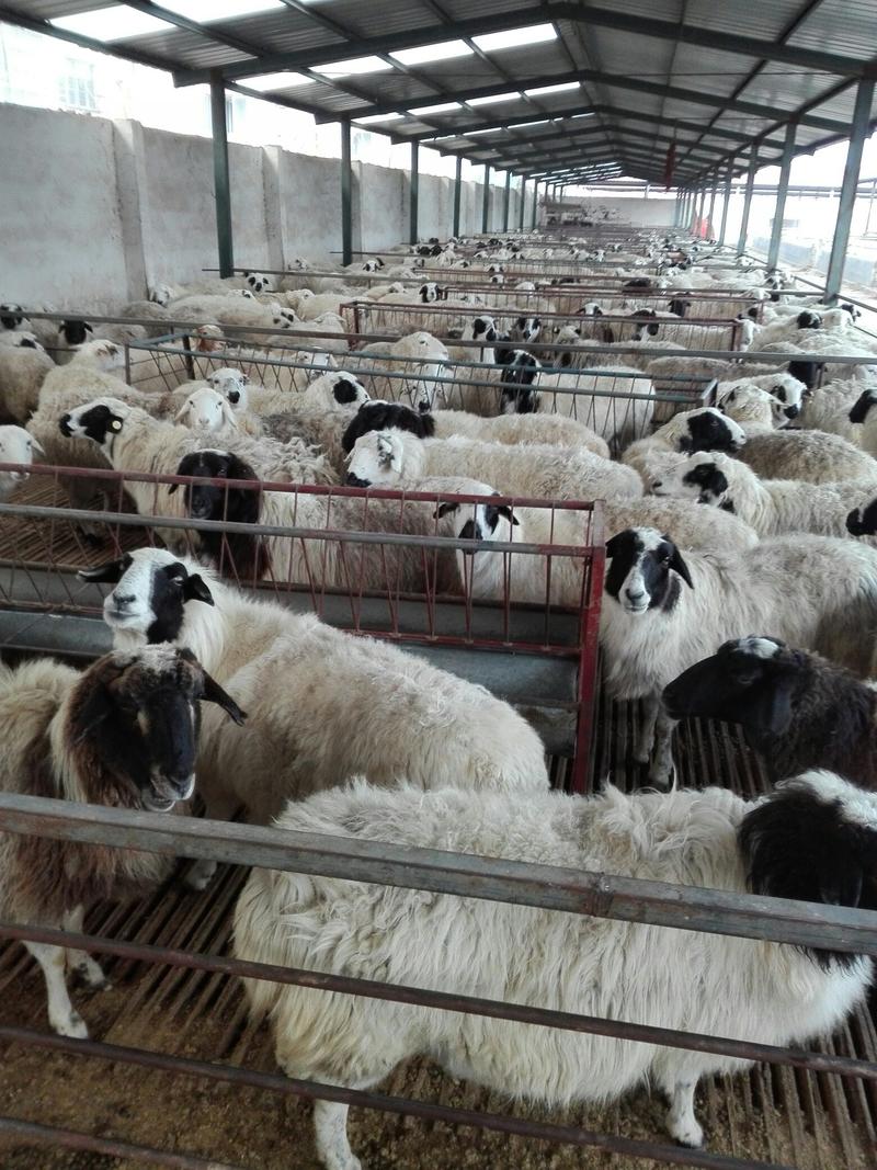育肥羊羔30~50斤/头，肉羊羊羔，长势快，包成活
