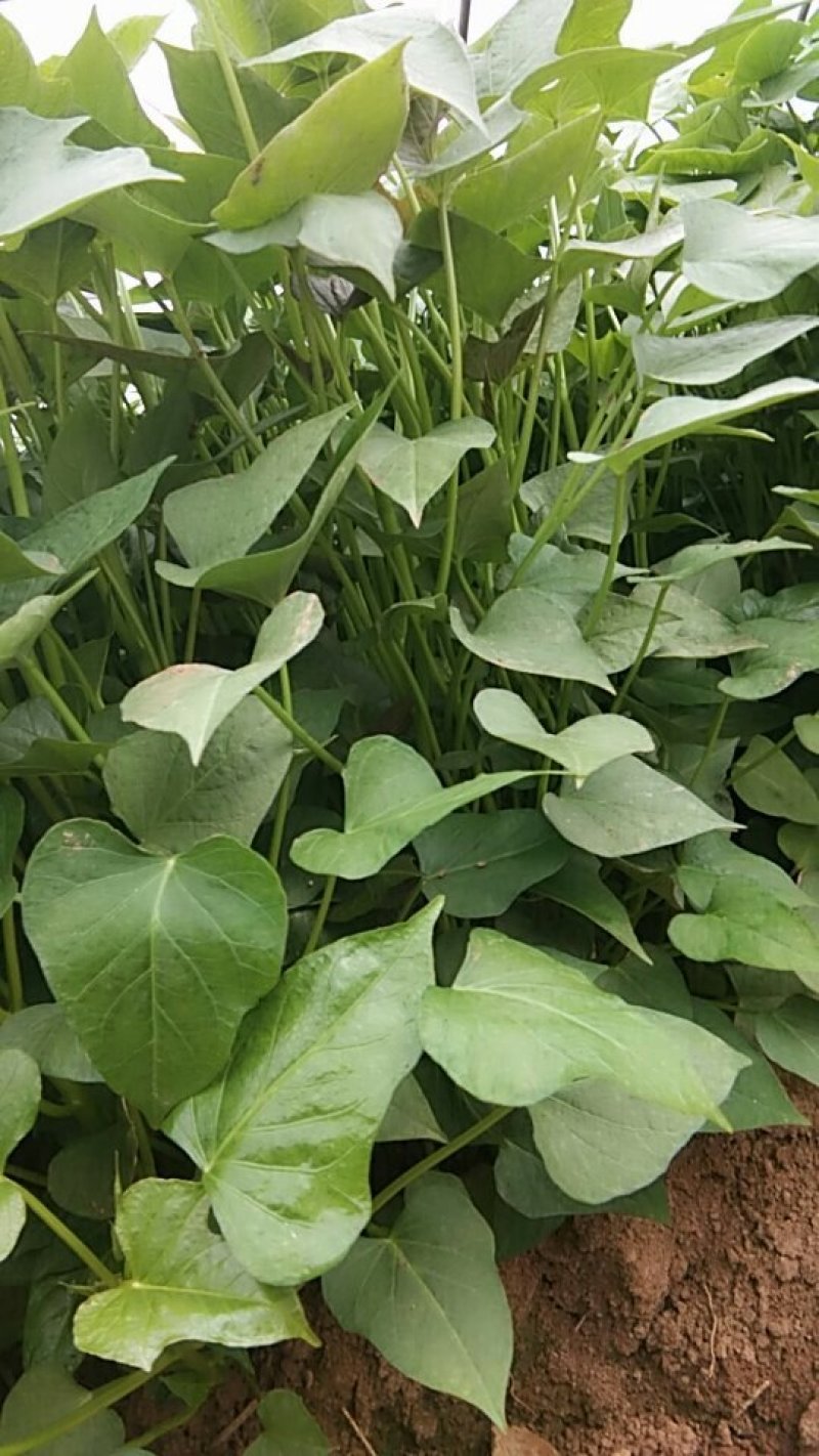 红薯苗商薯19
