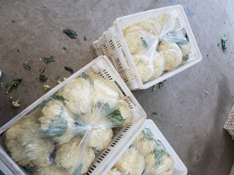 有机菜花，潍坊青州，青梗白面有机菜花。。