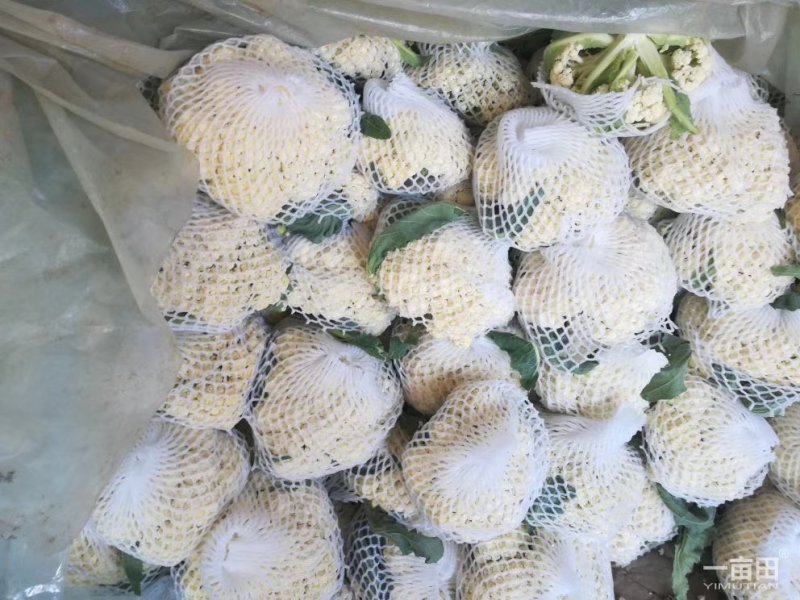 有机菜花，潍坊青州，青梗白面有机菜花。。