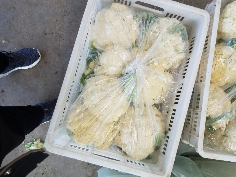 有机菜花，潍坊青州，青梗白面有机菜花。。
