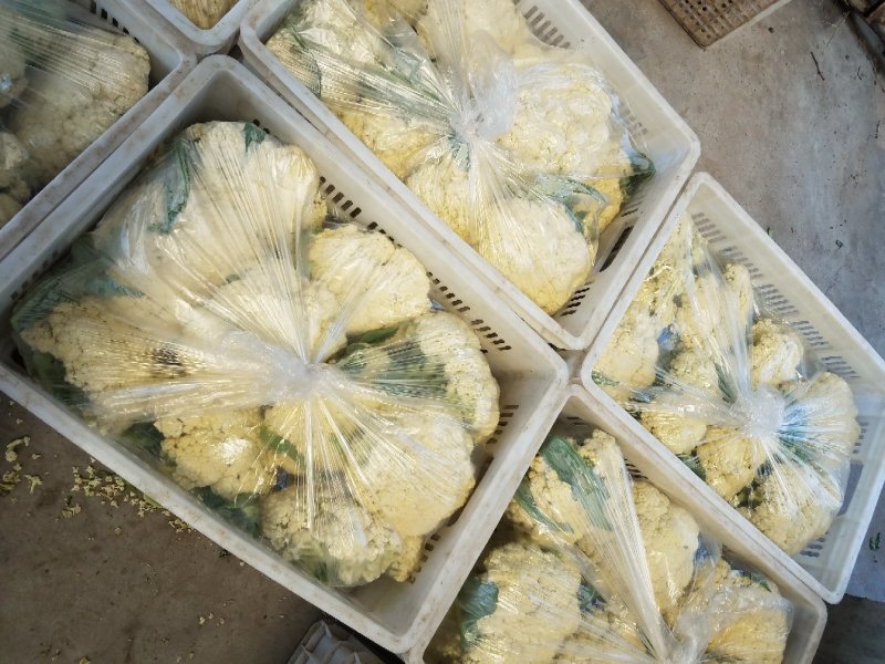 有机菜花，潍坊青州，青梗白面有机菜花。。