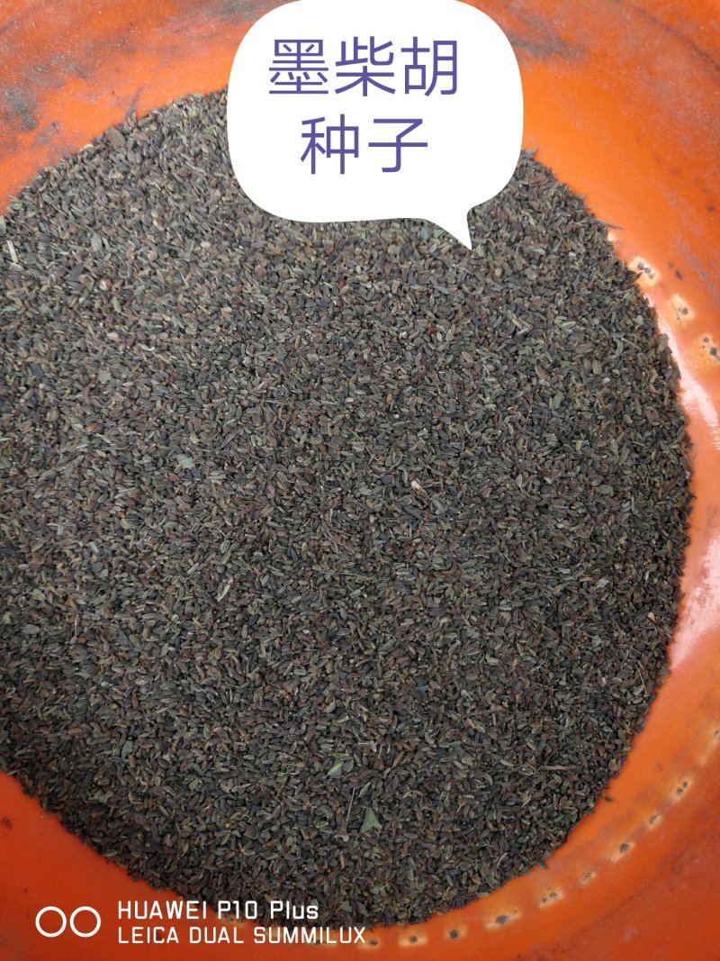 柴胡种子，藏柴胡种子，柴胡种子产地直发