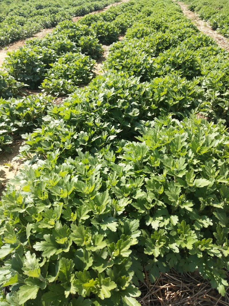大量销售菊花分根扦插苗