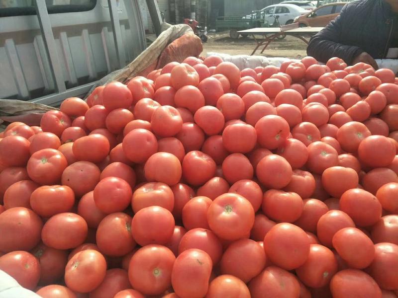 硬粉西红柿河北优质西红柿新鲜蔬菜现摘现卖品质保障