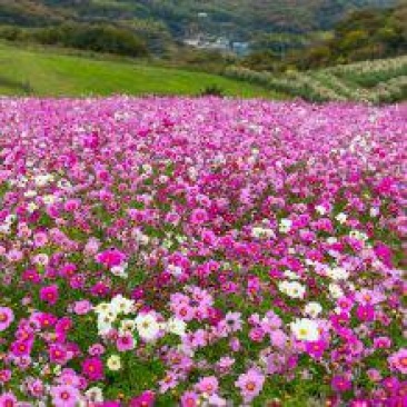 公路边草花组合种子价格