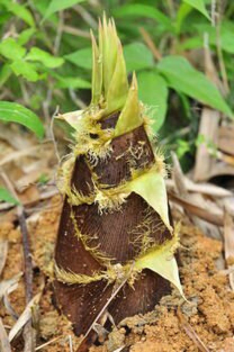大别山野生新鲜春笋现挖现发