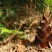 大别山野生新鲜春笋现挖现发