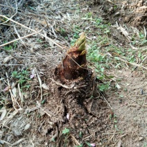 大别山野生新鲜春笋现挖现发