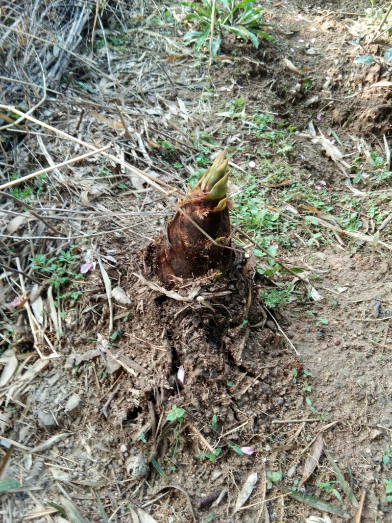 大别山野生新鲜春笋现挖现发
