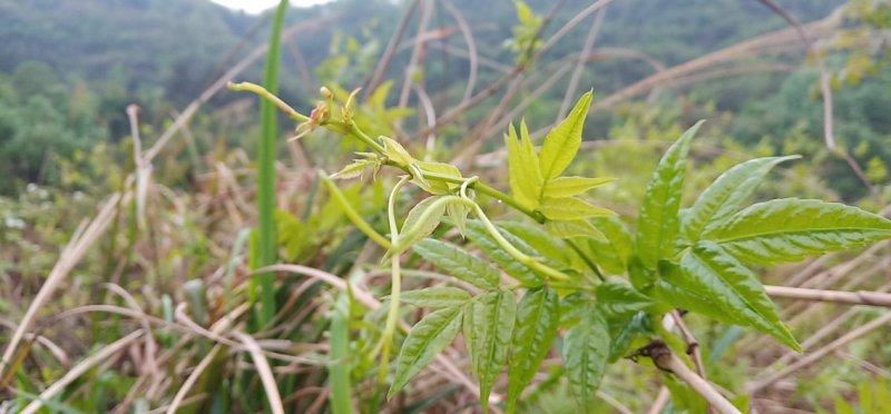 莓茶，茅岩莓茶，藤茶，恩施藤茶永顺莓茶神仙草