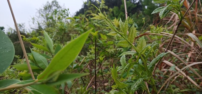 莓茶，茅岩莓茶，藤茶，恩施藤茶永顺莓茶神仙草