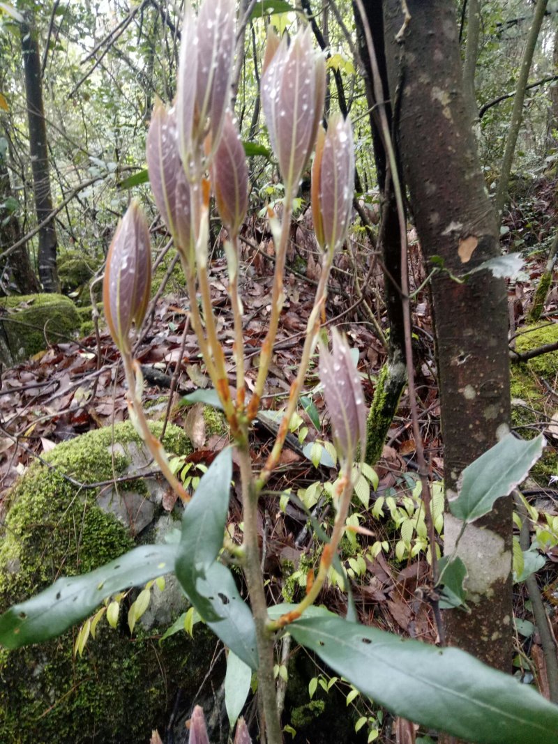 老鹰茶野生老鹰茶，泡茶火锅必备