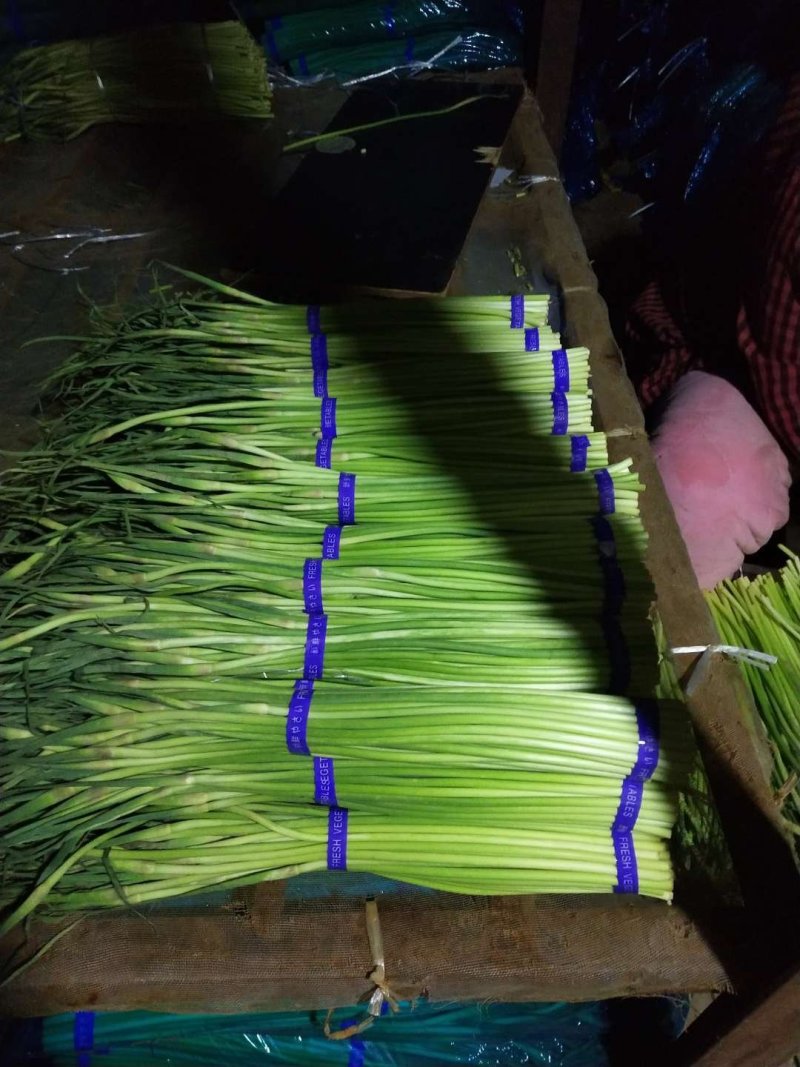 精品蒜薹一级货！基地直发