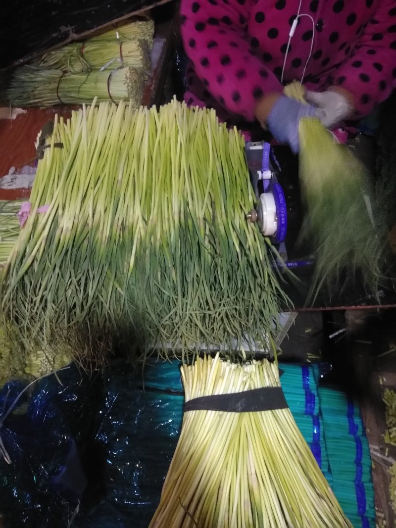 精品蒜薹一级货！基地直发