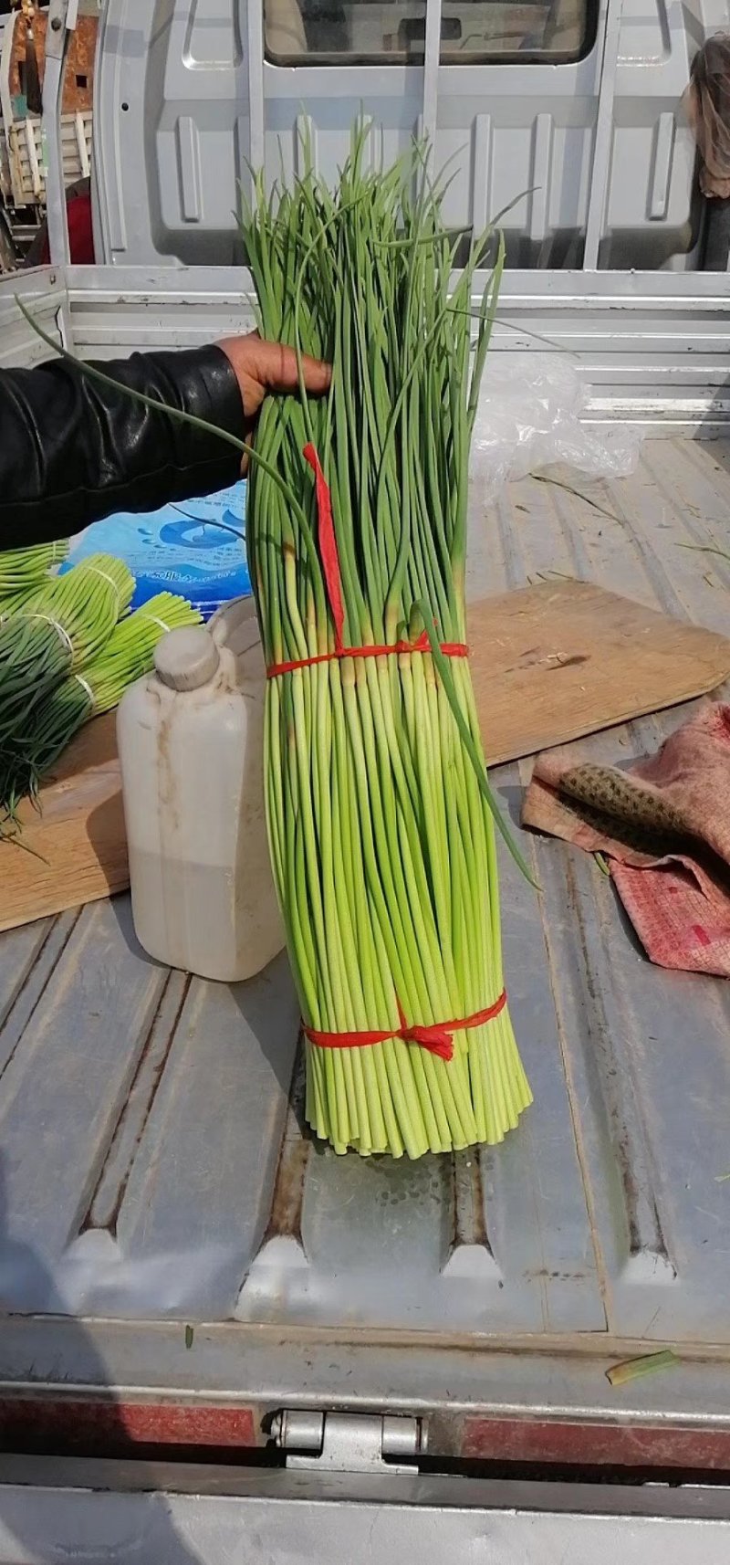 精品蒜薹一级货！基地直发