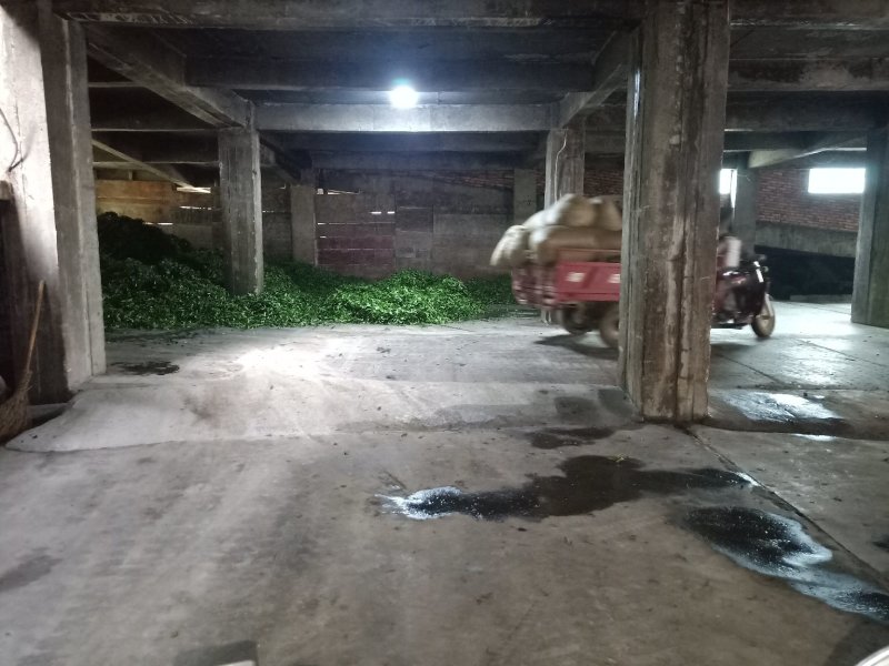 铁观音2019新茶青茶浓香型乌龙茶叶散装批发