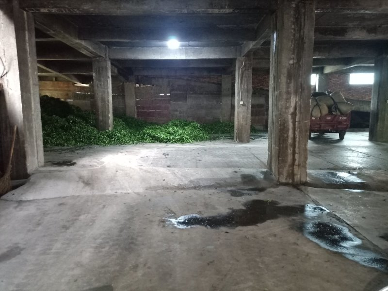 铁观音2019新茶青茶浓香型乌龙茶叶散装批发