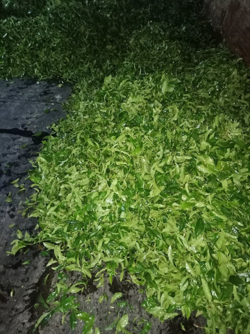 铁观音2019新茶青茶浓香型乌龙茶叶散装批发