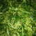 铁观音2019新茶青茶浓香型乌龙茶叶散装批发