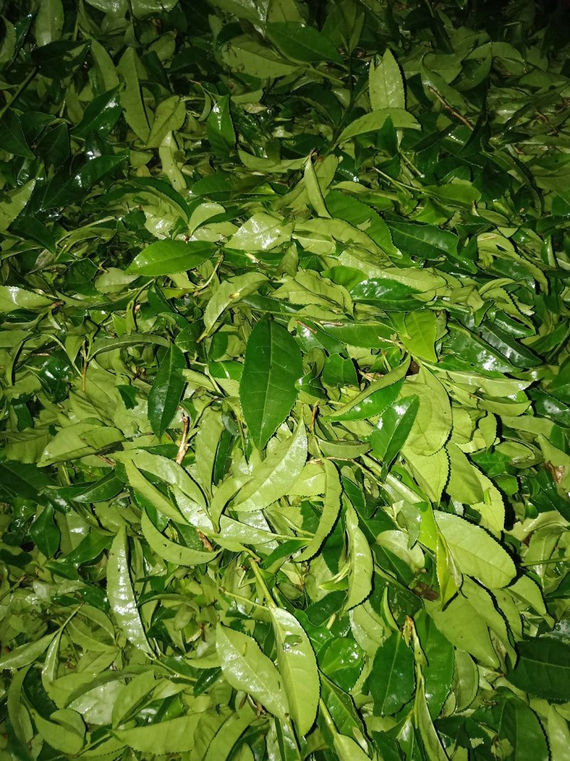 铁观音2019新茶青茶浓香型乌龙茶叶散装批发