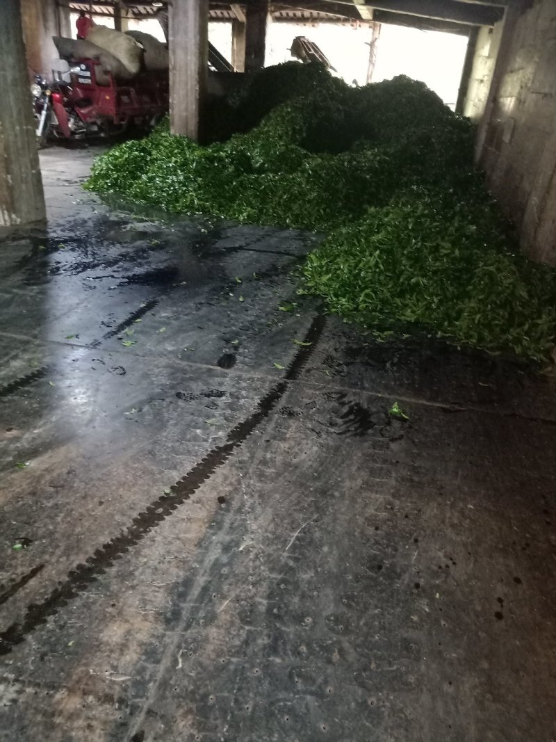 铁观音2019新茶青茶浓香型乌龙茶叶散装批发