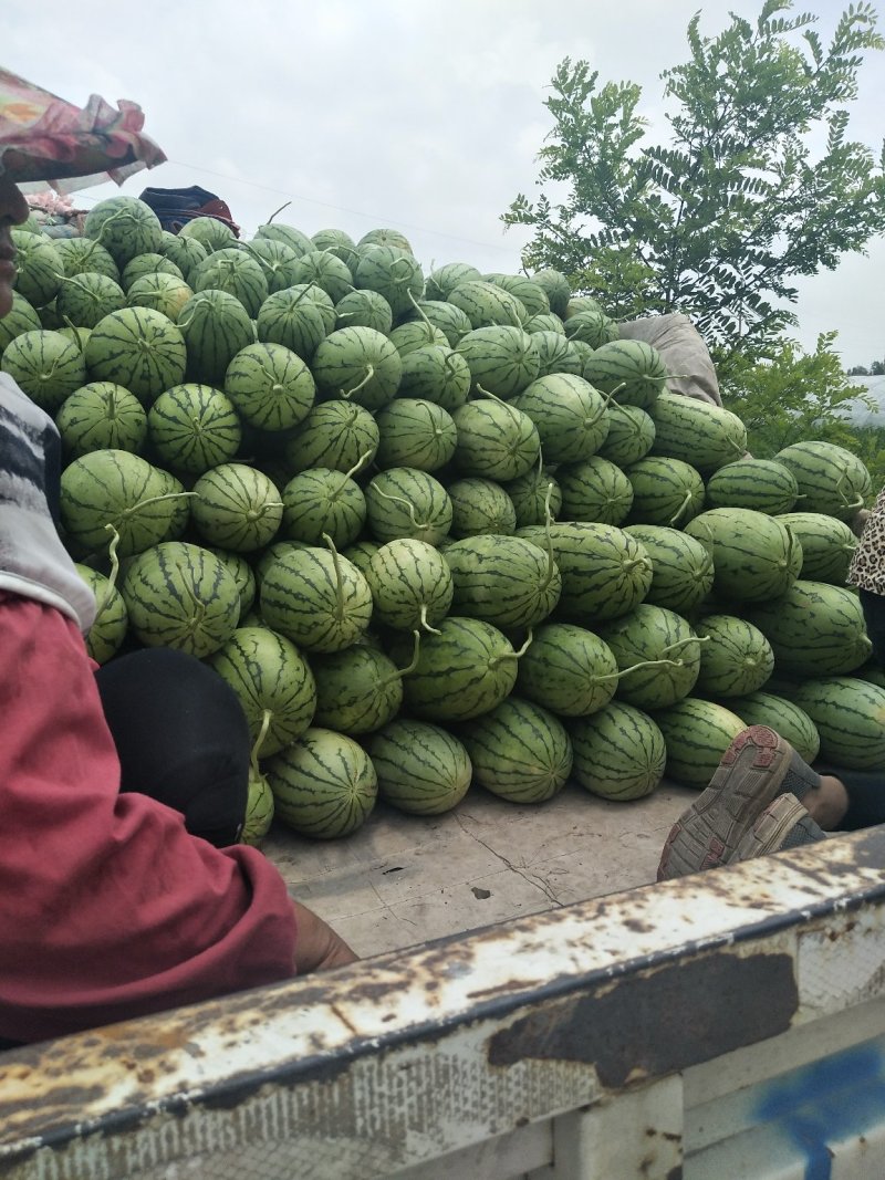 早春红玉西瓜，二凯西瓜，口感脆甜，长期合作，诚信经营