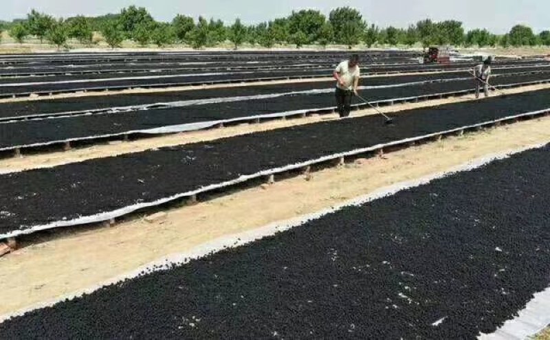 【热销】无沙桑椹干，药食两用质优价廉产地直销可对接各