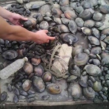 河蚌