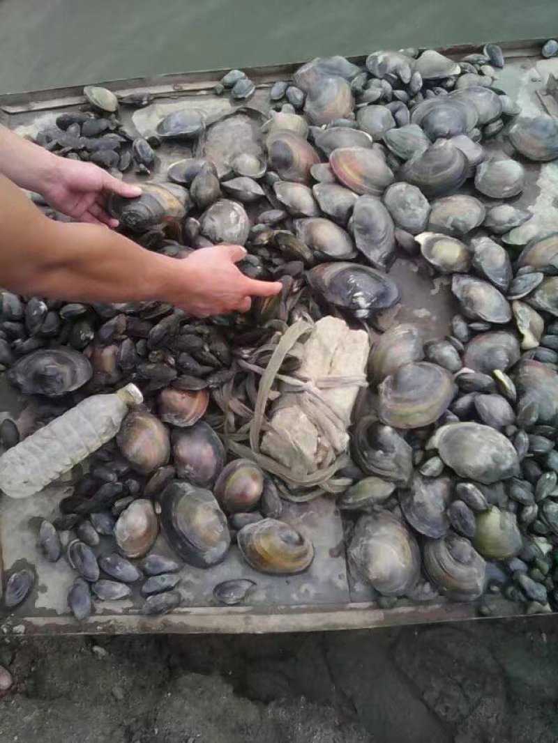 河蚌