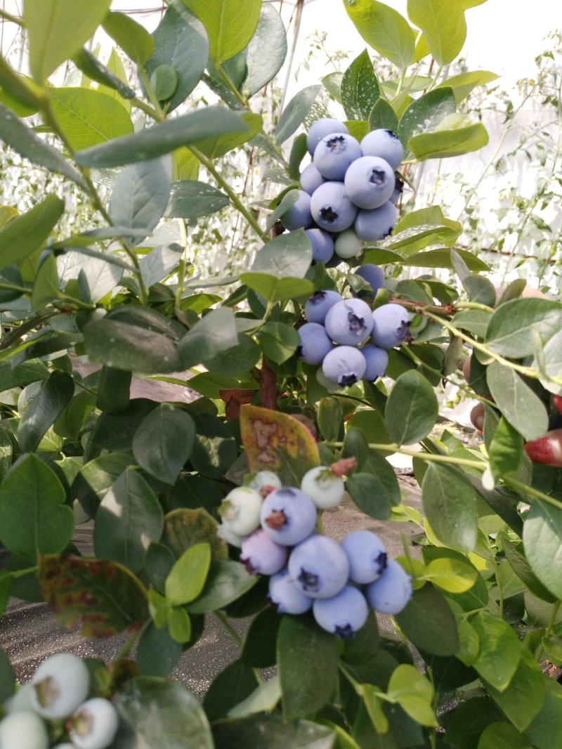 蓝莓