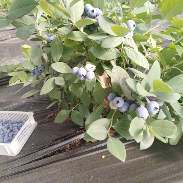 蓝莓