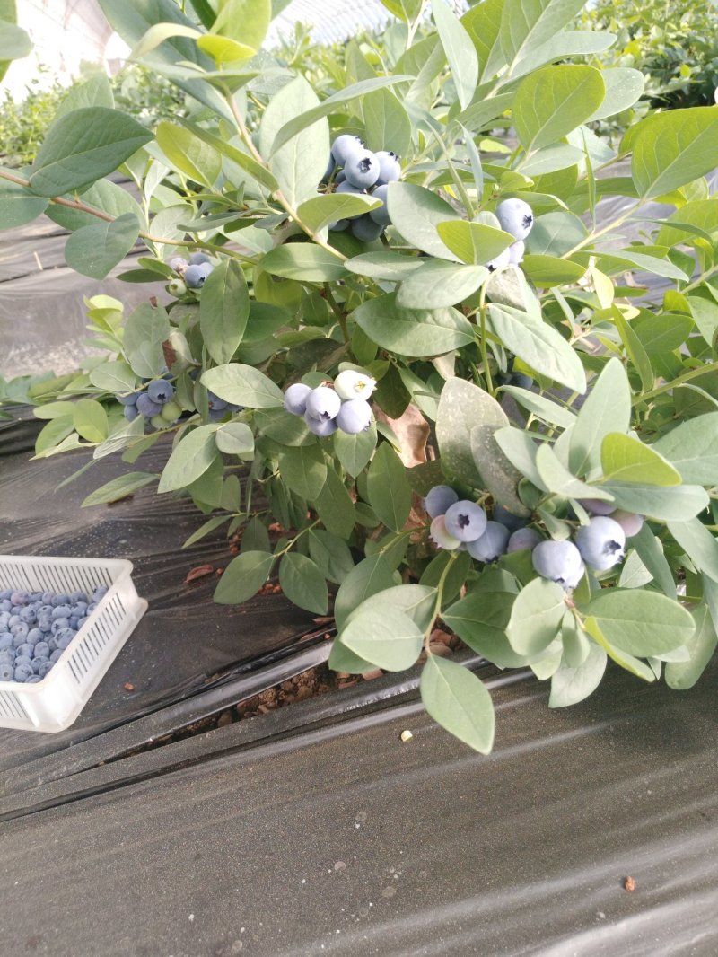 蓝莓