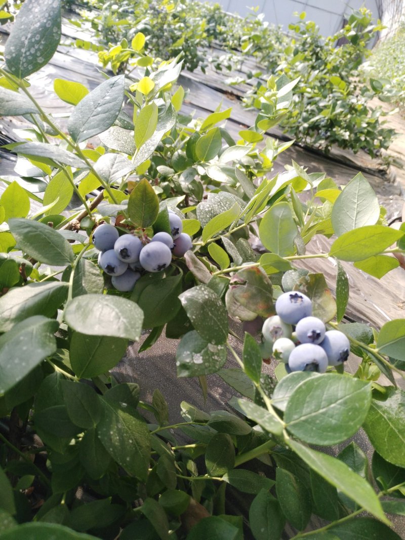 蓝莓
