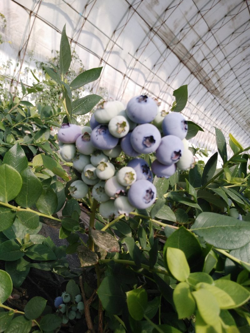 蓝莓