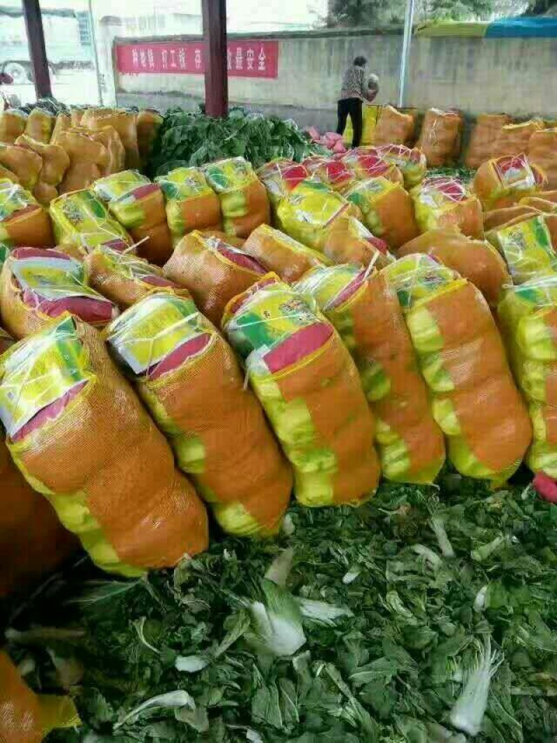 河北定州大白菜大量上市