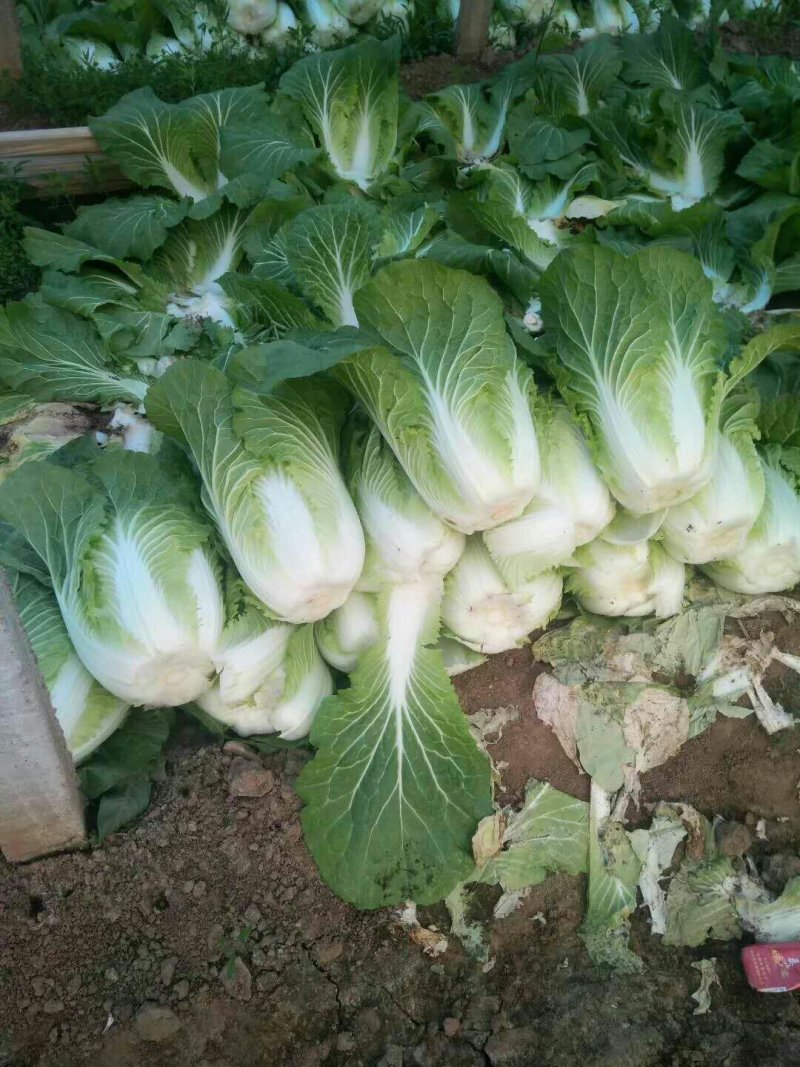 河北定州大白菜大量上市
