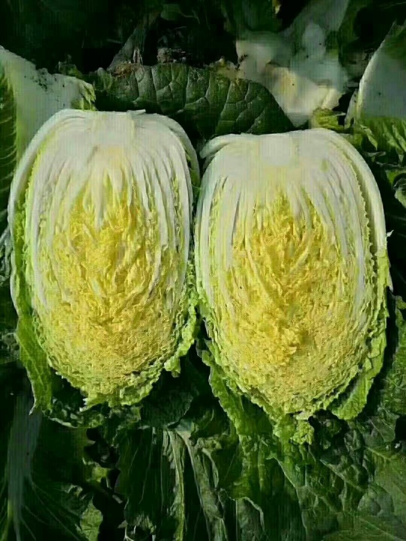 河北定州大白菜大量上市