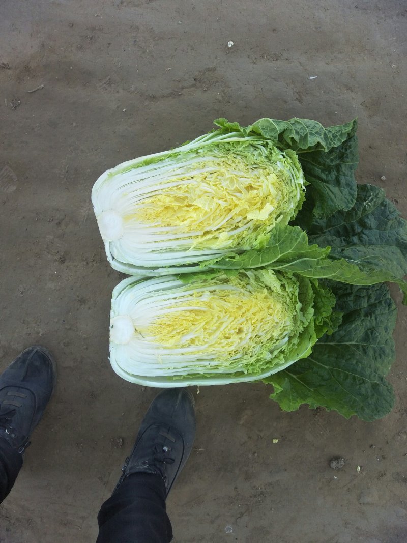 河北定州大白菜大量上市